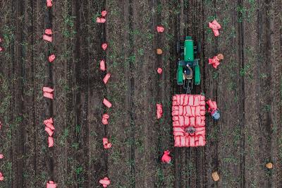 黄檀木使用哈尔滨环球货运派送到美国波特兰