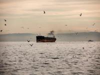 新航运公司推出西非—俄罗斯航线服务